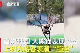 大熊猫树上蹦迪翻车，摔得一脸懵！网友：哈哈哈哈哈图片