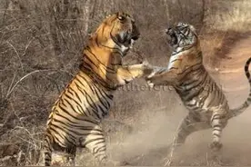 愤怒母老虎杀死了入侵雄虎，拼死一战保护了幼崽安全图片