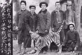 揭秘六十年前百虎围村事件，两千人落于虎口，三千华南虎遭猎杀图片