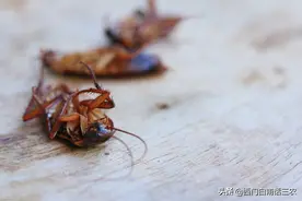 有人说，踩死一只母蟑螂会生出无数只小蟑螂，到底能不能用脚踩？图片