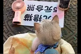 网友带着猫咪去摆地摊，2元撸猫5元合影，猫：分分钟赚100元图片
