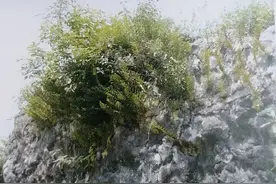 今天，聊聊能补碎骨的骨碎补!图片