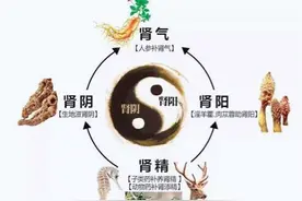 一文搞懂肾精、肾气与肾阴阳之间的联系与区别图片