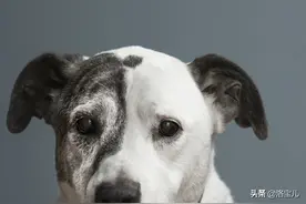 遛狗把狗遛累是种怎样的体验？网友；哈哈哈哈哈图片