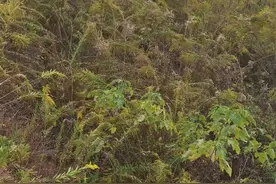 加拿大一枝黄花袭扰郑州洛阳武汉，湖北省农科院专家：上世纪30年代，上海南京作为观赏花卉引入图片