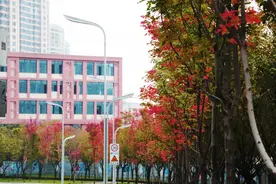 打卡！江北嘴竟藏着这般“枫”景图片
