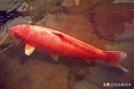 这条鲤鱼，生于1751年，死于1977年7月17日，活了226年图片