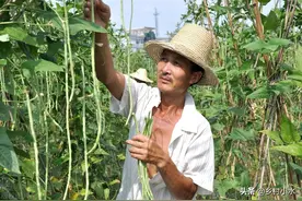 豆角如何种植高产？老农教你6个“杀手锏”，豆角一茬一茬摘不完图片