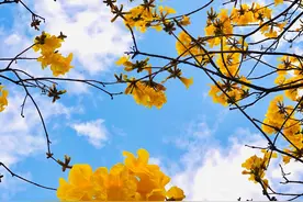 黄木风铃花的故事图片