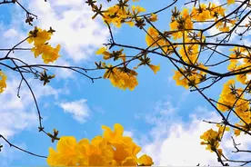 黄木风铃花的故事图片