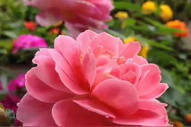 我今年45岁了，儿子同事想要追求我……图片