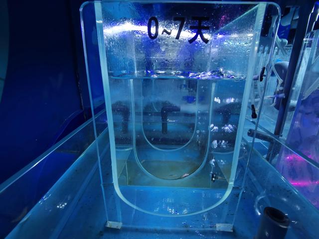 寻找儿时的春游记忆，探访福州左海海底世界