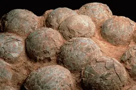 涨知识了，恐龙蛋化石里，竟然藏着这么多恐龙的秘密！图片