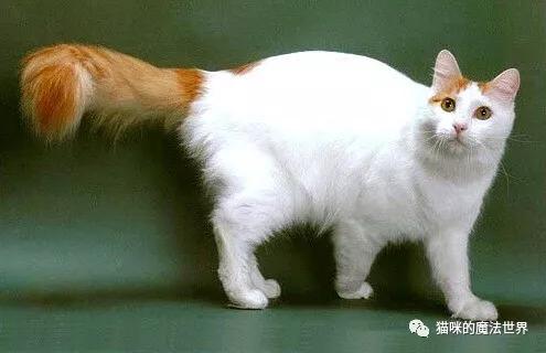 土耳其安卡拉猫 土耳其安哥拉猫和狮子猫的区别(图12) 土耳其安卡拉猫 土耳其安哥拉猫和狮子猫的区别(图12)