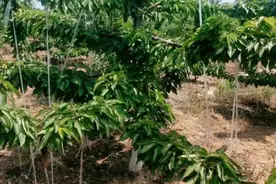 美国送给我国3株没有名字的大樱桃，谁料在我国火得家喻户晓？图片