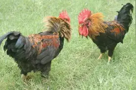 鸡啄肛，鸡频繁打架，毛都掉完了，光溜溜的真难看图片