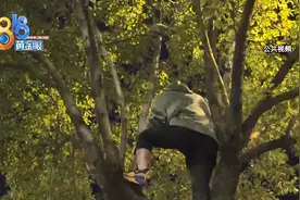 小伙救猫心切，爬上树和小猫双双被困图片