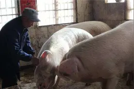 一老汉把一头猪养到了1千多斤却不舍得卖图片