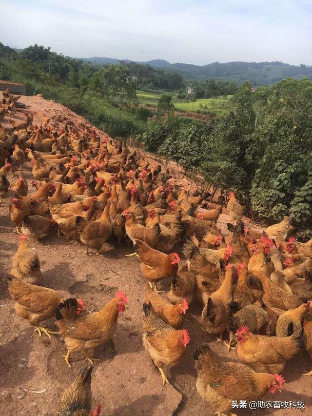 研究表明发酵饲料具有改善氨基酸、脂肪酸，肌肉理化特性及风味