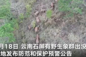 亚洲野象群首次进入云南红河州 视频拍下15头大象在农田觅食图片