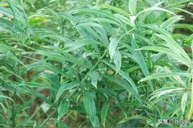 黄精药食两用功能强大，为什么种植很少？良莠不齐，3招辨品质图片