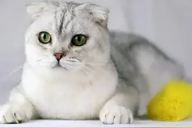 折耳猫为什么不能养？折耳猫一定会发病吗？图片