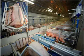 养猪水平高，母猪2年产5窝图片