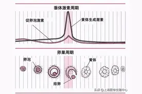 性激素六项与试管婴儿成功率有什么联系？图片