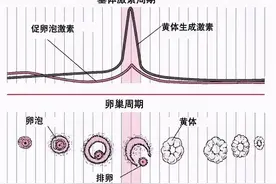 性激素六项与试管婴儿成功率有什么联系？图片