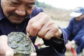老农翻地挖出一块锈铁，牵扯出一段关于500多箱黄金的往事图片