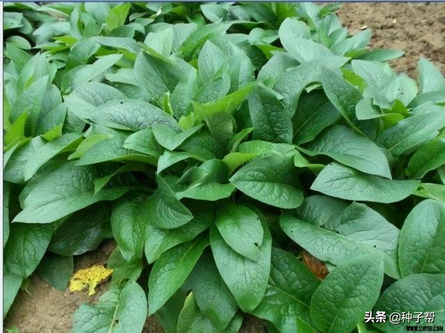 俄罗斯饲料菜和菊苣哪个饲草好？