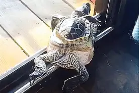 暴雨后院中出现1只乌龟，长得很奇怪，看清后：难道是营养不良？图片