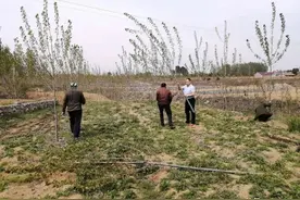 已经在基本农田上栽树了怎么办？会被罚款吗？2种处理方式图片