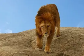 速读狮子的前世今生图片