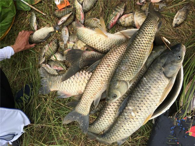 分享几款夏天自制饵料配方，材料便宜制作简单，大鱼尤其喜欢