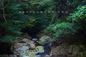 森系的福建，一看就知道你爱这片森林图片