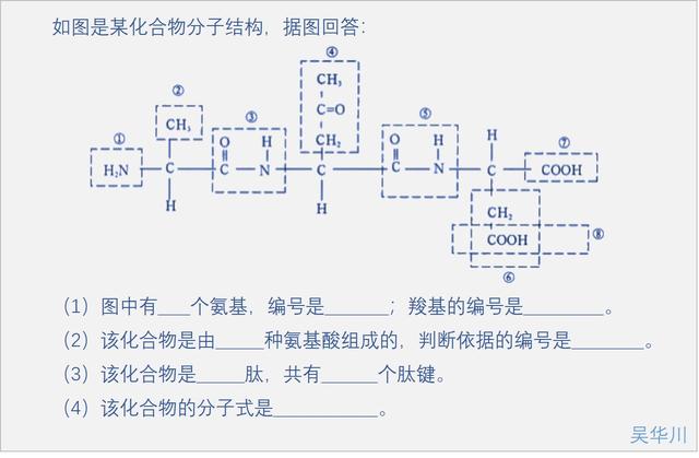 突破氨基酸结构难点，轻松掌握《生命活动的承担者——蛋白质》