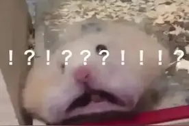 手机突然变静音？要当心了！图片