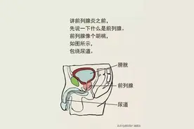 前列腺的“爆菊花”指检法图片