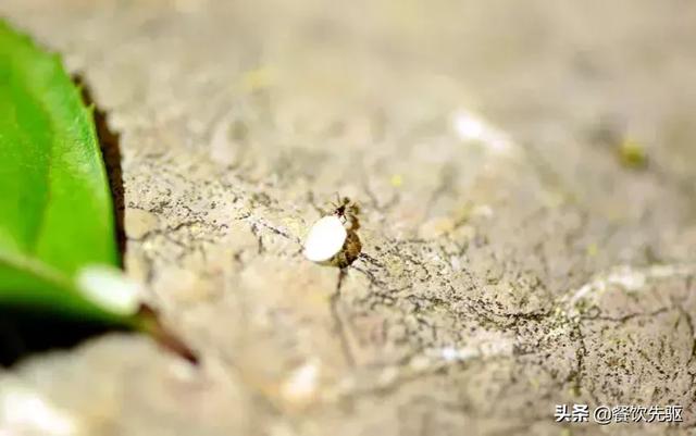 中国顶级大米排行榜！快看看有没有你家乡的