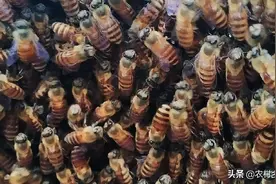 养蜂人须知，蜜蜂什么时候不蛰人，什么时侯爱蛰人以及注意事项！图片