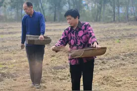 当年父母以两头猪崽的价格，把我送人，现在来认亲，我这样做对吗图片