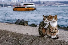 2只街猫紧抱超萌！摄影师被迷倒：这里的喵都是天然模特图片