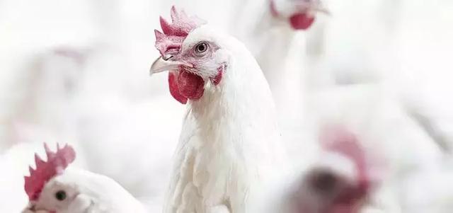 中央财政扶持！河北要新添25张金名片！邯郸两县上榜