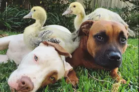 狗狗和鸭子「一起长大」的美好：盘点20对“青梅竹马”可爱毛孩图片