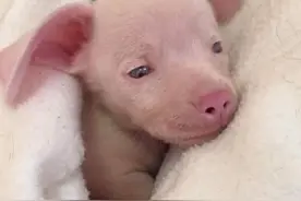 狗狗意外怀孕后，生下独生子，模样让主人看不懂，这不是猪么图片