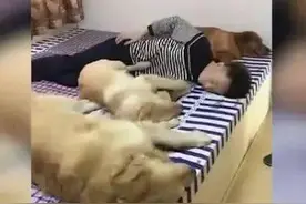 三只金毛跟主人一起睡觉，主人放了一个连环屁，下一秒场面失控图片