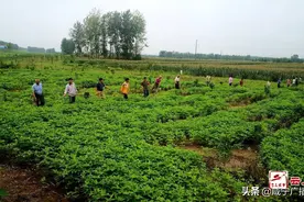 咸宁：加密巡查 确保长江大堤安全——抗洪救灾一线报道⑧图片