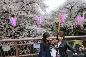 日本的“樱花情结”势不可挡，万人齐聚上野公园，政府劝都劝不走图片
