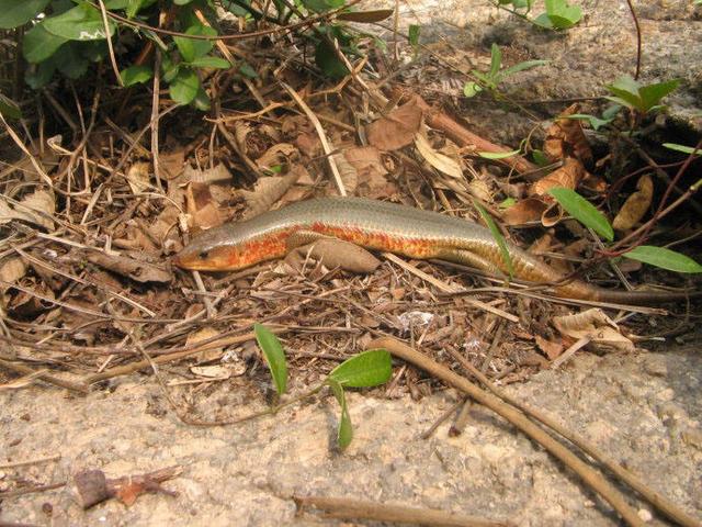 农村人叫它"四脚蛇"但它既不是蛇也不咬人,现在很难见到了